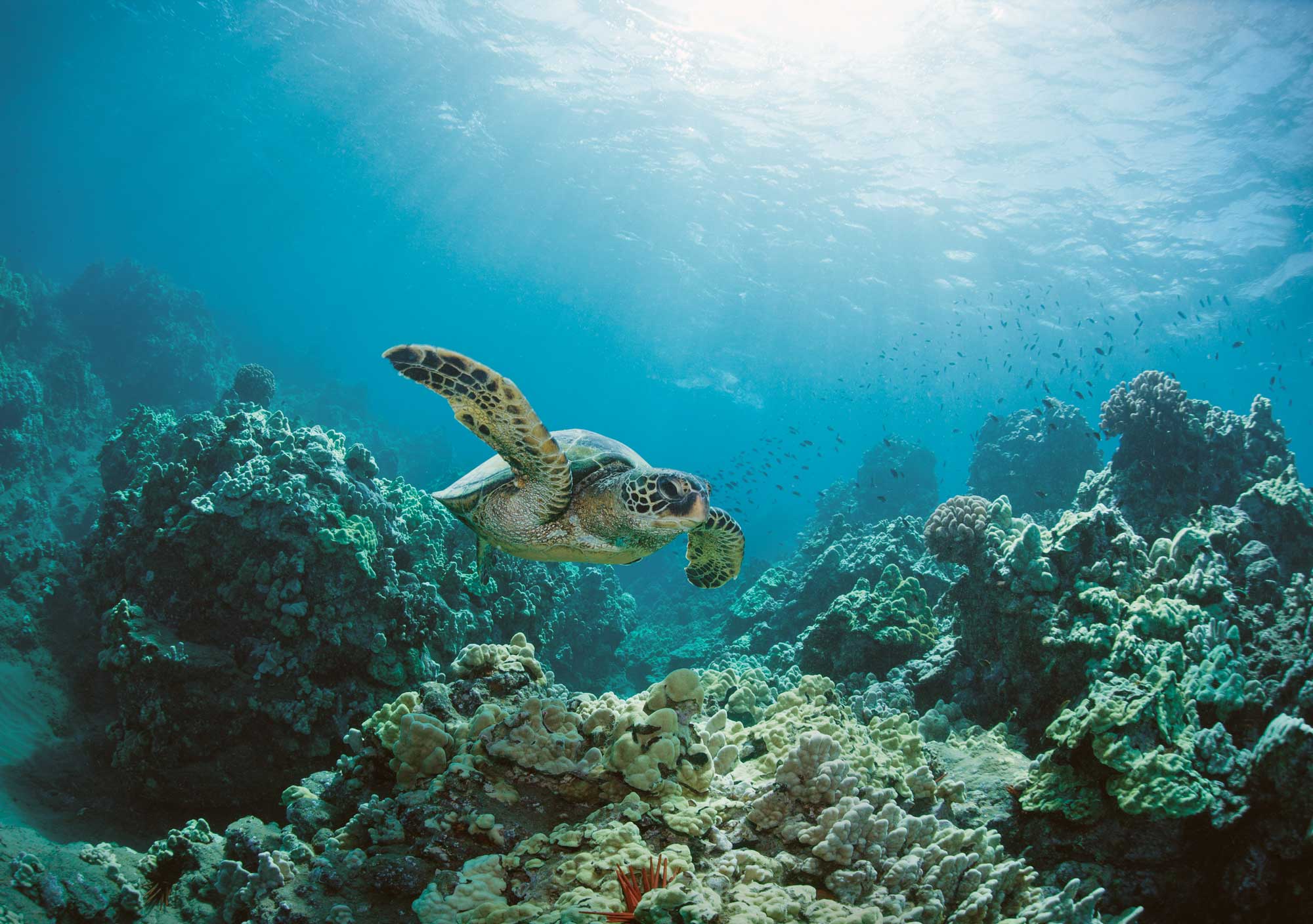 En sköldpadda simmar i havet